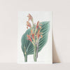Mendoza Canna by Sydenham Edwards