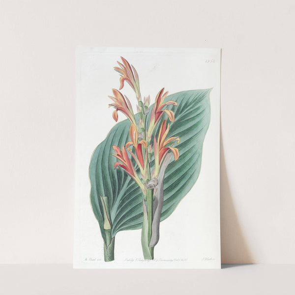Mendoza Canna by Sydenham Edwards