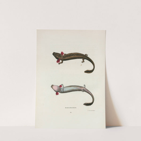 Menobranchus lateralis by John Edwards Holbrook