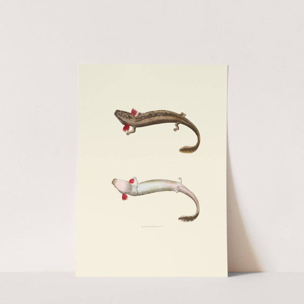 Menobranchus lateralis by John Edwards Holbrook