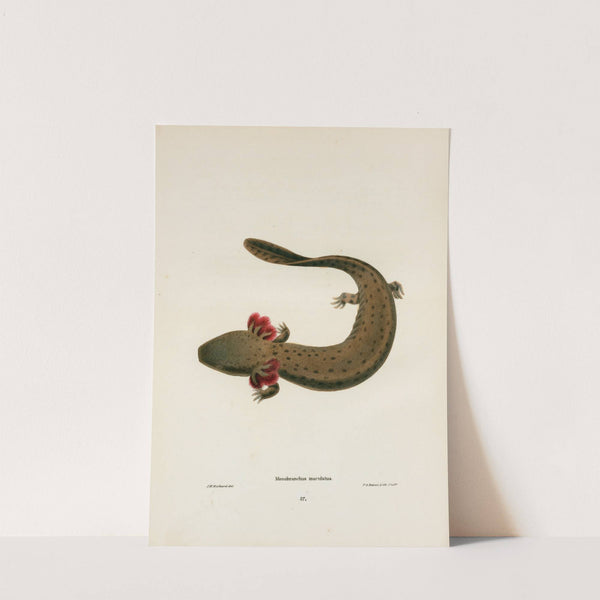 Menobranchus maculatus by John Edwards Holbrook