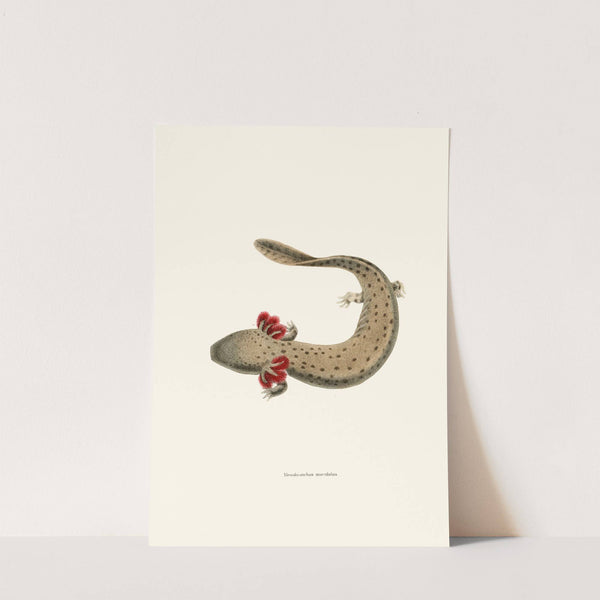 Menobranchus maculatus by John Edwards Holbrook