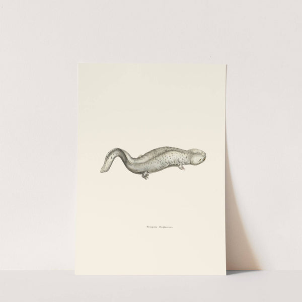 Menopoma Alleghanensis by John Edwards Holbrook