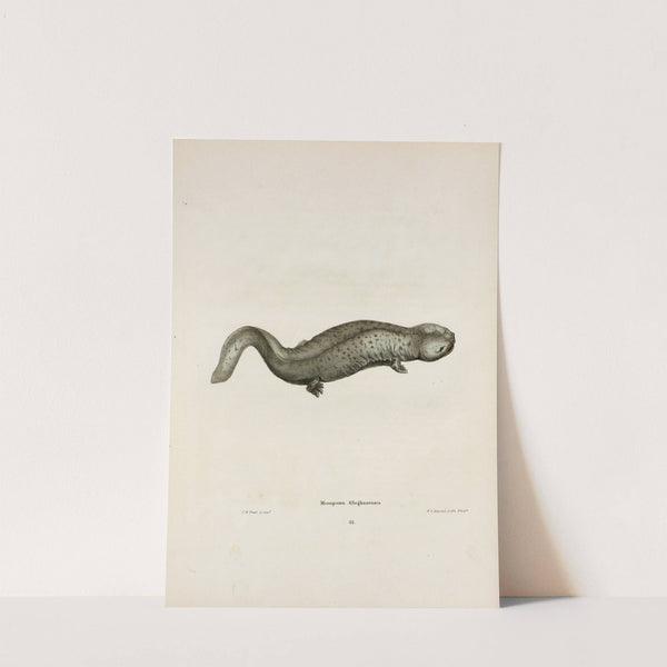 Menopoma Alleghaniensis by John Edwards Holbrook