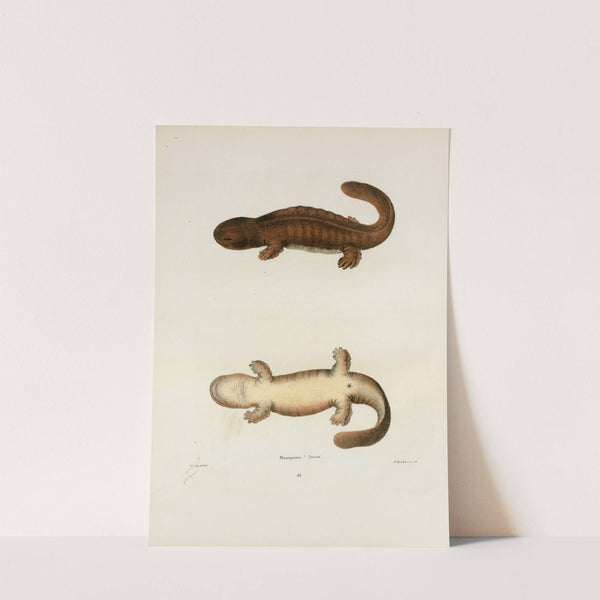 Menopoma fusca by John Edwards Holbrook