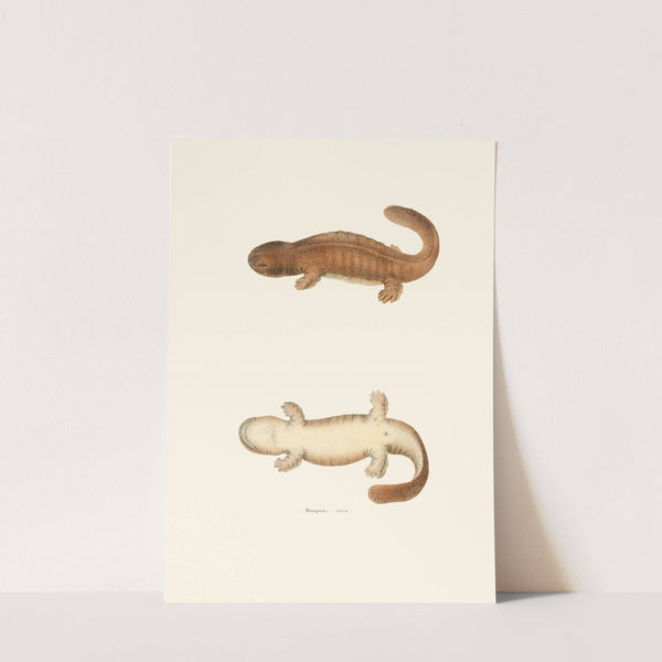 Menopoma fusca by John Edwards Holbrook