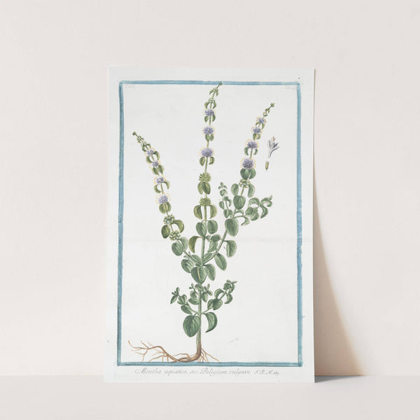 Mentha aquatica, seu Pulegium vulgare. (Wild mint, water mint, marsh mint, Bergamot Mint Eau-de-cologne Mint Lemon Mint Orange Mint Water Capitate Mint) by Giorgio Bonelli