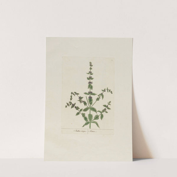 Mentha crispa (1797–1810) by Petr Martynovich Gofman