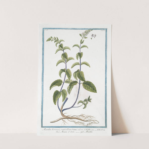 Mentha hortensis, verticillata, Ocimi odore - Menta d'Orto - Menthe. (Garden mint) by Giorgio Bonelli