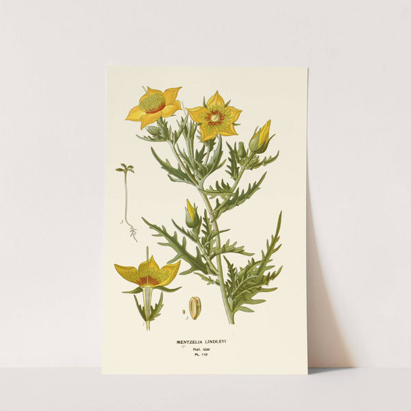 Mentzelia Lindleyi (1896-1897) by Edward Step