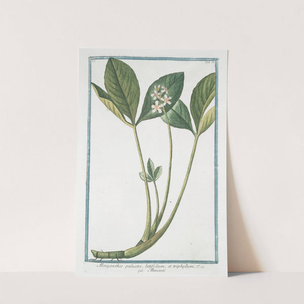 Menyanthes palustre, latifolium, et triphhyllum - Meniante by Giorgio Bonelli