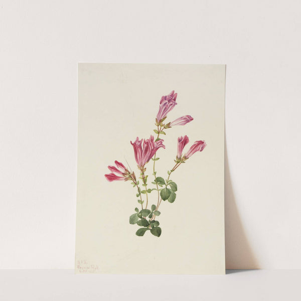 Menzies Pentstemon (Pentstemon menziesii) (1925) by Mary Vaux Walcott