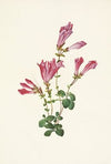 Spotted Beebalm. Monarda punctata