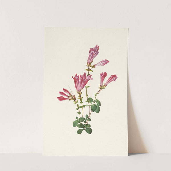 Menzies Pentstemon. Pentstemon menziesii (1925) by Mary Vaux Walcott