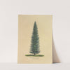 Menzies’ Spruce (1872) by Dellon Marcus Dewey