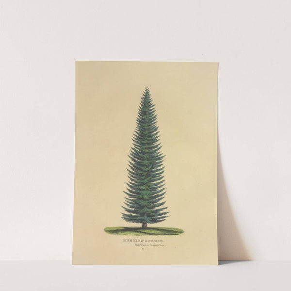 Menzies’ Spruce (1872) by Dellon Marcus Dewey