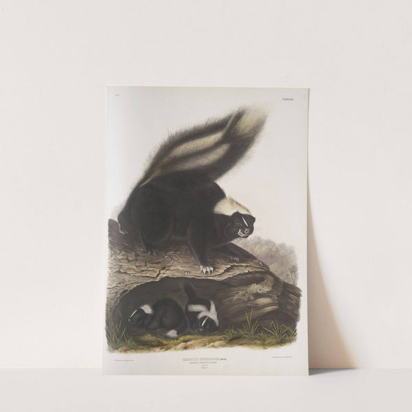 Mephitis Americana, Common American Skunk. Natural size. Female. (1845-1848) by John Woodhouse Audubon
