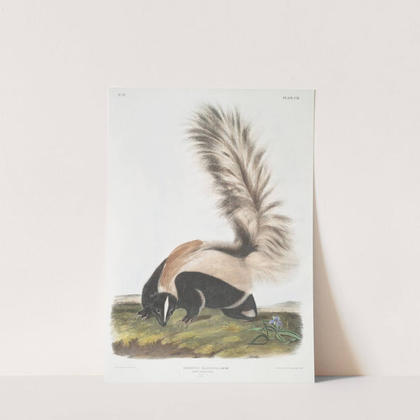 Mephitis macroura, Large-tailed Skunk. Male. Natural size. (1845-1848) by John Woodhouse Audubon