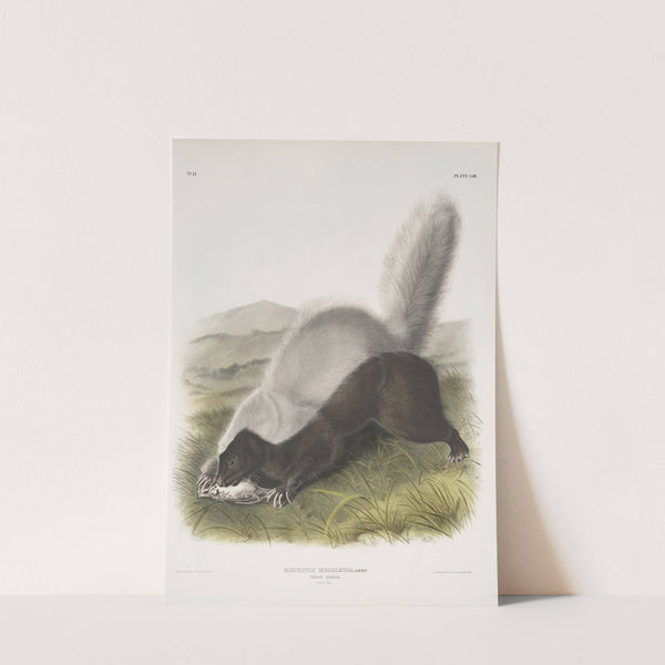 Mephitis mesoleuca, Texan Skunk. Natural size. (1845-1848) by John Woodhouse Audubon