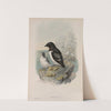 Mergulus alle. Little Auk. (1862-1873) by John Gould