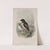 Mergulus alle. Little Auk. (1862-1873) by John Gould
