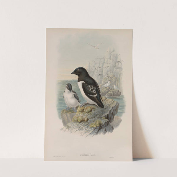 Mergulus alle. Little Auk. (1862-1873) by John Gould