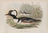 Mergus cucullatus. Hooded Merganser. (1862-1873)