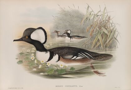 Mergus cucullatus. Hooded Merganser. (1862-1873)