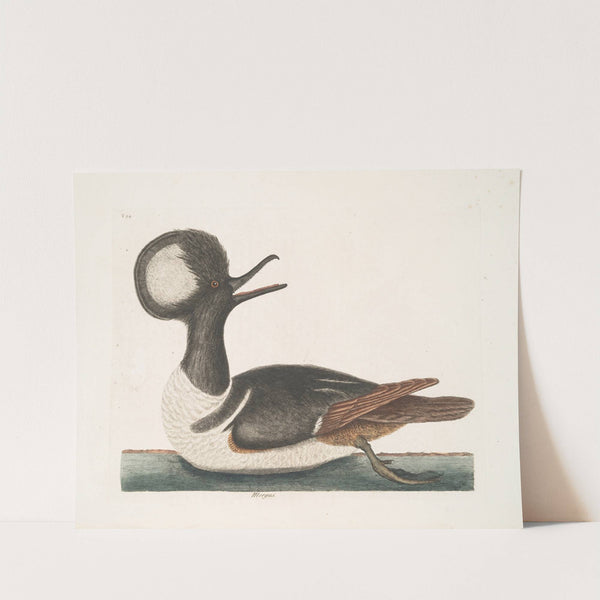 Mergus by Mark Catesby