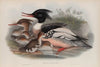Mergus serrator. Merganser. (1862-1873)