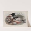 Mergus serrator. Merganser. (1862-1873) by John Gould