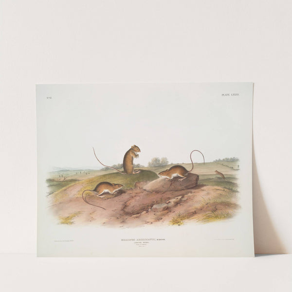 Meriones Americanus, Jumping Mouse. (Male & female. Natural size.) (1845-1848) by John Woodhouse Audubon