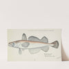 Merluccius australis (NZ) : Hake (1871) by Frank Edward Clarke