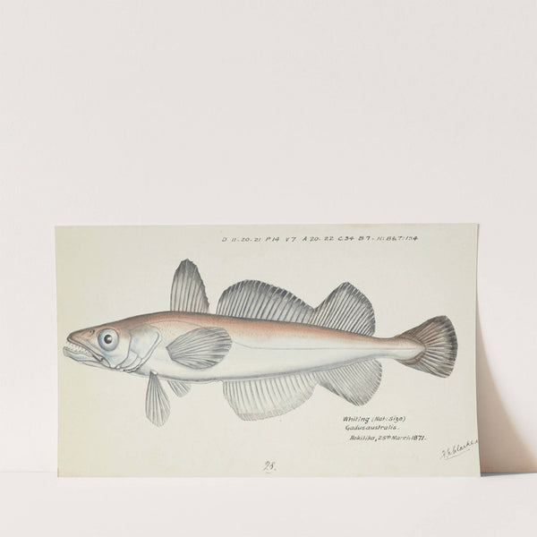 Merluccius australis (NZ) : Hake (1871) by Frank Edward Clarke