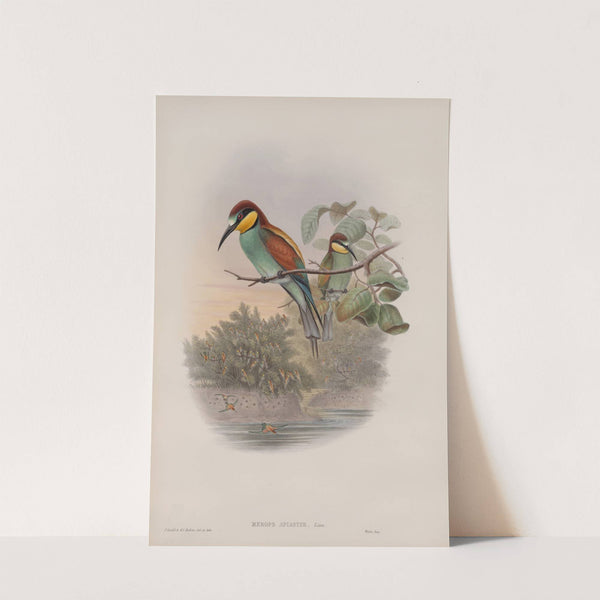 Merops apiaster. Bee-eater. (1862-1873) by John Gould