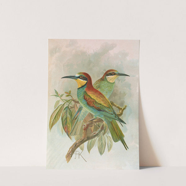 Merops apiaster by Johann Friedrich Naumann