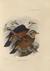 Merula Albiceps (1899-1902)