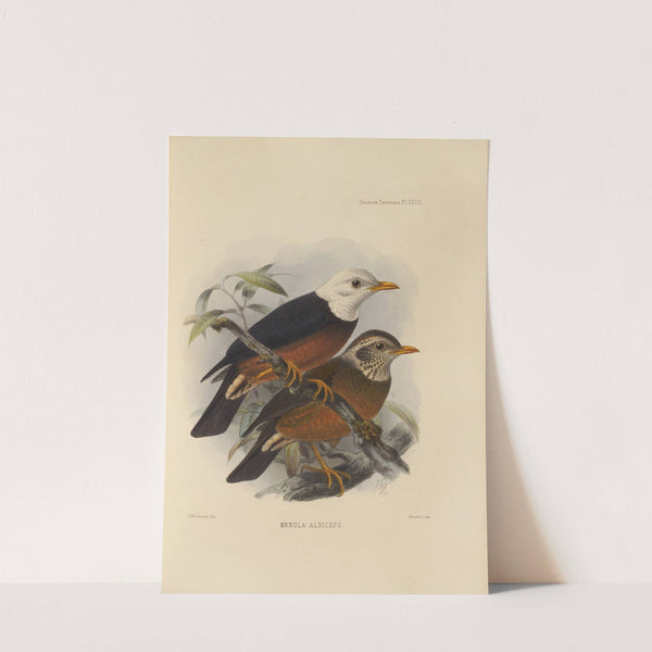 Merula Albiceps (1899-1902) by Henry Seebohm