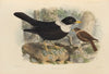 Merula Albicincta (1899-1902)