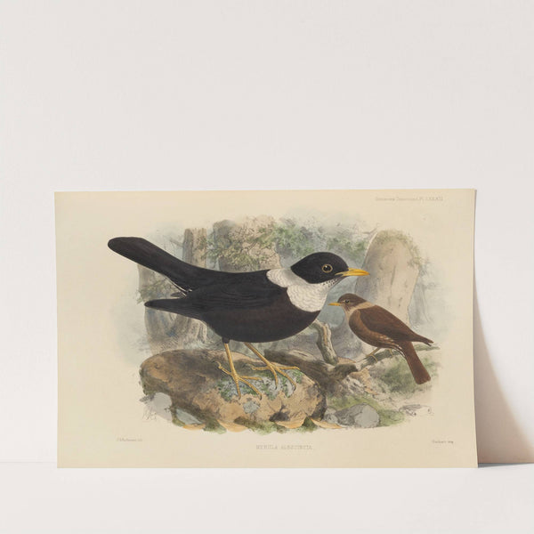 Merula Albicincta (1899-1902) by Henry Seebohm