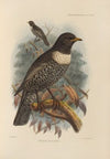 Merula Alpestris (1899-1902)