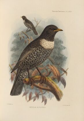Merula Alpestris (1899-1902)