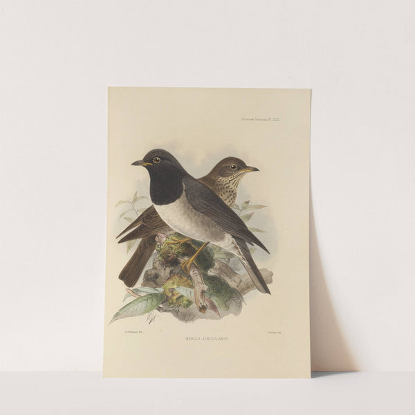 Merula Atrigularis (1899-1902) by Henry Seebohm