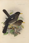 Merula Aurantia (1899-1902)