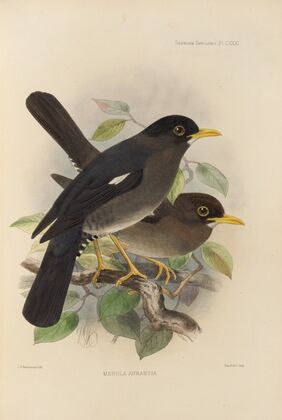 Merula Aurantia (1899-1902)