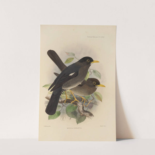 Merula Aurantia (1899-1902) by Henry Seebohm