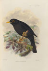 Merula Bourdilloni (1899-1902)