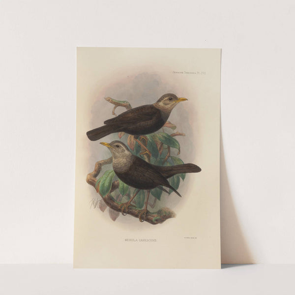 Merula Canescens (1899-1902) by Henry Seebohm