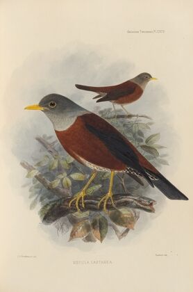 Merula Castanea (1899-1902)