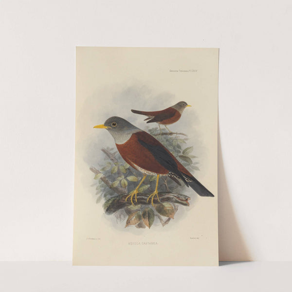 Merula Castanea (1899-1902) by Henry Seebohm